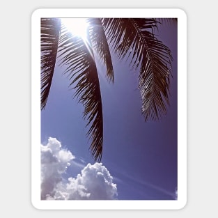 Palm Tree Leaves Sticker